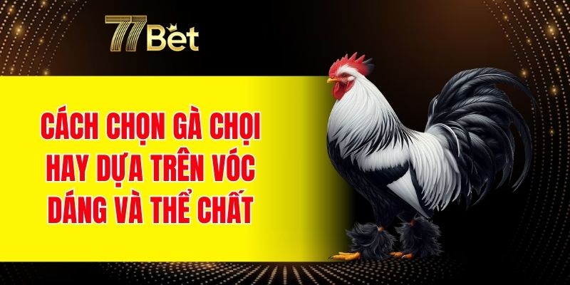 Cách chọn gà chọi hay dựa trên vóc dáng và thể chất