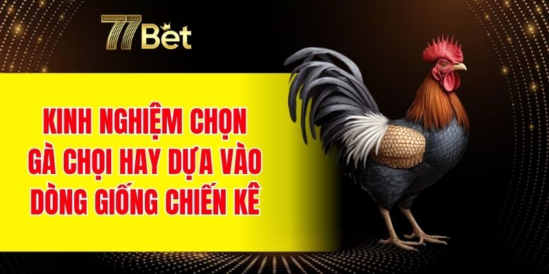 Kinh nghiệm chọn gà chọi hay dựa vào dòng giống chiến kê